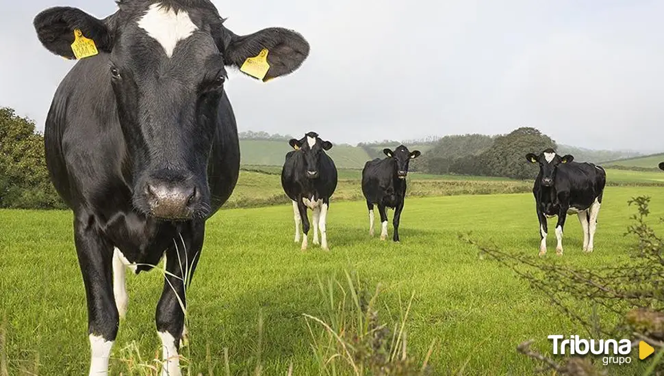 Castilla y León actualiza las ayudas para cebaderos de especies bovina, ovina o caprina: las novedades