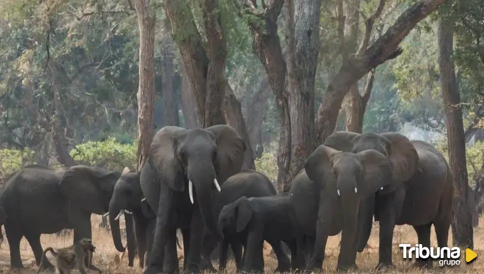 El elefante y las dos amenazas que ponen en peligro de extinción a las tres especies que existen