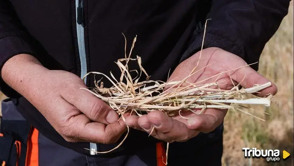 Más de 8 millones de euros para la incorporación de jóvenes y la modernización de explotaciones agrarias 