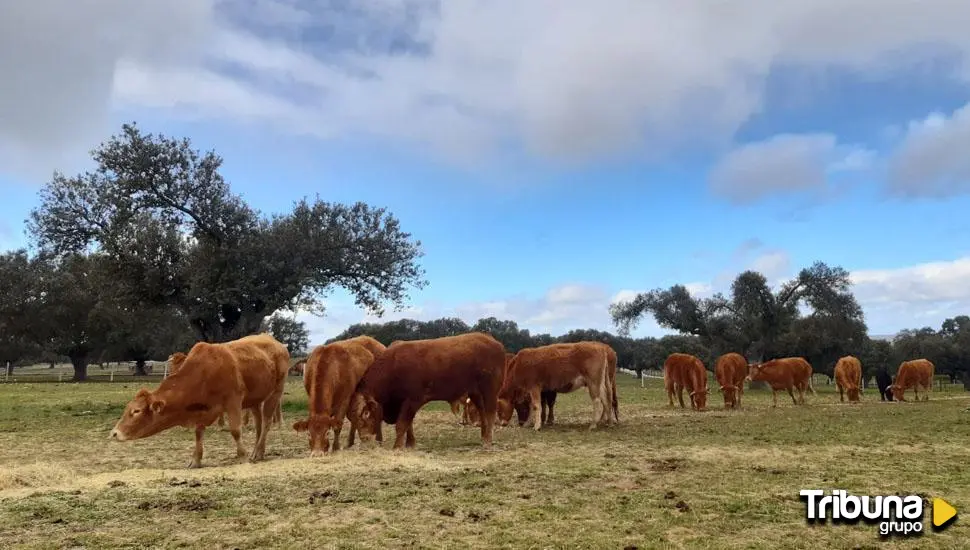 Alertan del aumento de casos de fiebre hemorrágica en vacas de dos provincias de Castilla y León