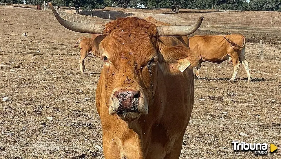 La EHE vuelve a amenazar a la ganadería salmantina y UPA-COAG reclama ayudas directas a la Junta 