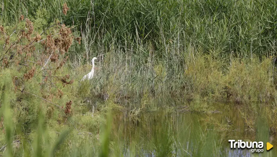 Entra en vigor la ley que obliga a restaurar la naturaleza y no sólo a protegerla