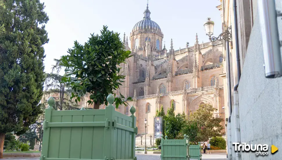 Exigen la retirada de maceteros de la calle Compañía: "Salamanca no necesita elementos ornamentales absurdos"