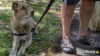 Carbajosa presenta una nueva campaña de concienciación para la recogida de los excrementos de perros