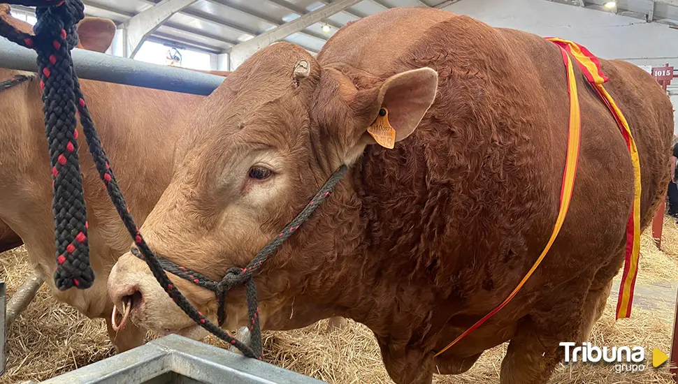 Pocholo, el gran atractivo de más de 1.500 kilos en Salamaq