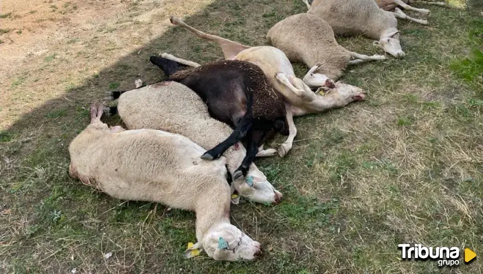 Denuncian dos nuevos ataques de lobo en explotaciones salmantinas con 14 ovejas muertas y 15 heridas