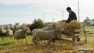 Denuncian la ausencia "desde hace meses" de técnicos en la sección agraria de Alba de Tormes