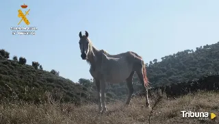 Investigado en Serradilla del Llano tras la muerte de seis caballos por desnutrición 