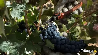 Curso sobre viticultura sostenible en el Itacyl para la producción de uva de alta calidad