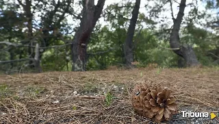 La Suerte de Pinos, una tradición con más de 700 años de historia que Castilla y León se resiste a perder