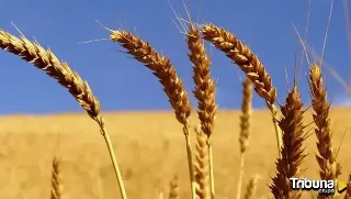 Reclaman dejar sin ayudas a productores de pienso y harina que no prioricen el cereal de Castilla y León