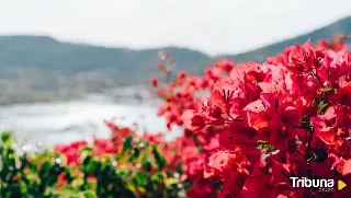 Descubren tres nuevas especies de rosas silvestres en los volcanes más antiguos de Canarias