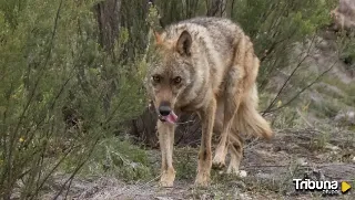 Primer paso para rebajar la protección del lobo en Europa, con el voto en contra de España