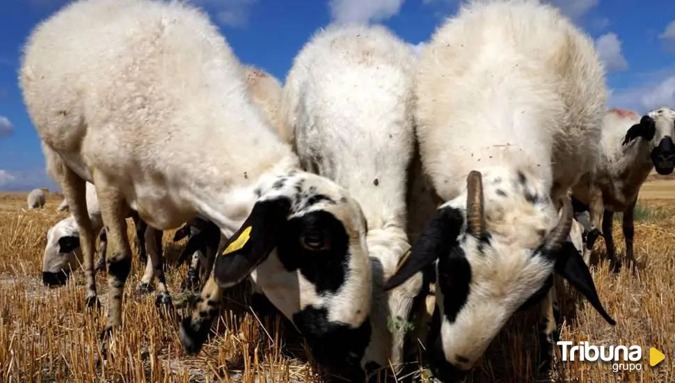 Castilla y León adquiere 740.000 dosis de vacunas frente al virus de la lengua azul 