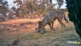 La Junta acusa al Gobierno de "urbanita" con la gestión del lobo, "desde Moncloa y sólo para Moncloa"