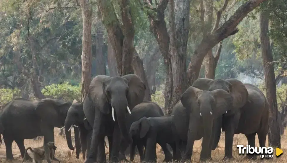 Muere una turista española en Tailandia después de que un elefante le clavase un colmillo