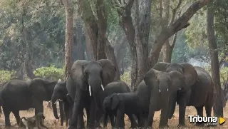 Muere una turista española en Tailandia después de que un elefante le clavase un colmillo