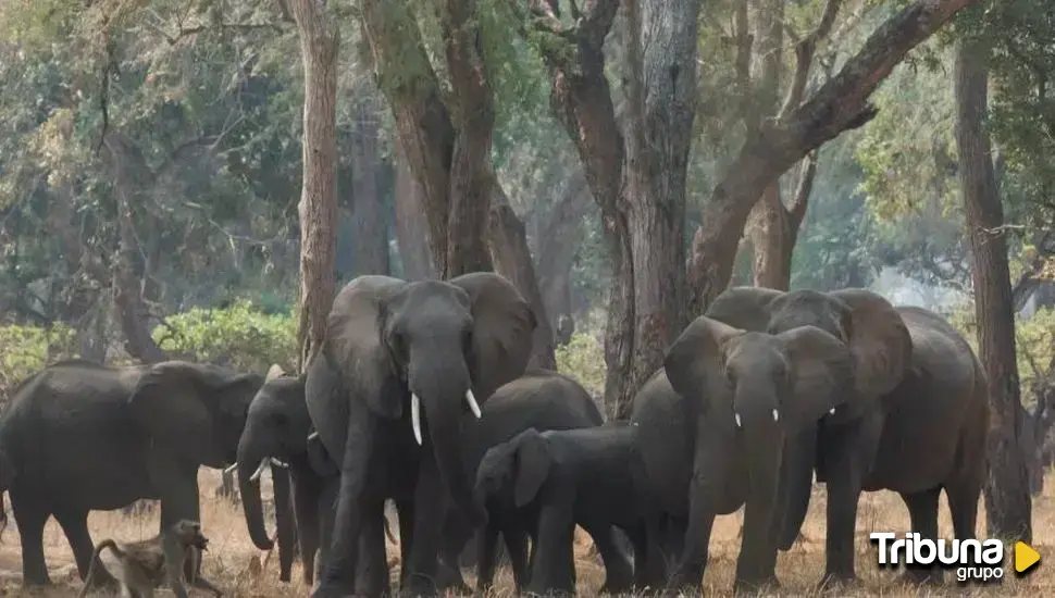 La turista atacada por un elefante en Tailandia recibió un golpe letal tras ser empujada por la trompa del animal