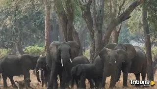 La turista atacada por un elefante en Tailandia recibió un golpe letal tras ser empujada por la trompa del animal