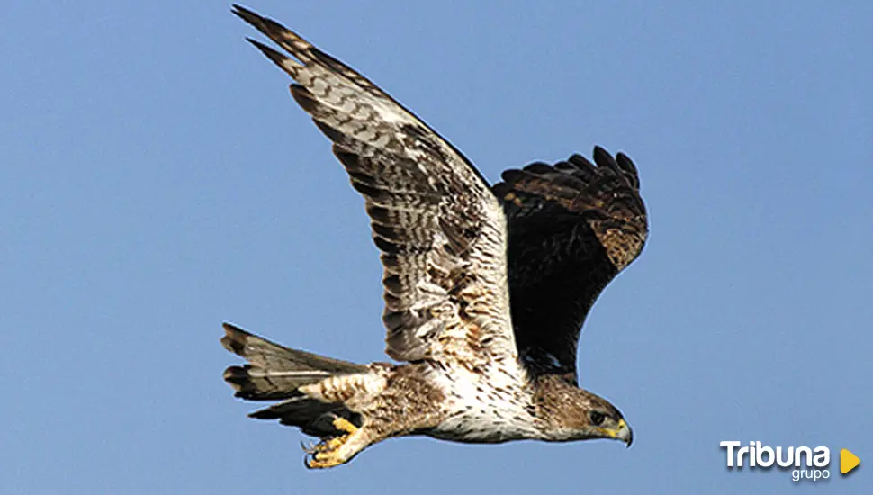 Un proyecto mejora el hábitat del águila perdicera en el Duero fronterizo con Portugal