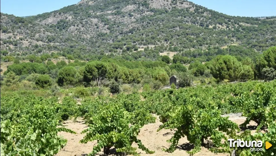 Exigen a Vox que retire su propuesta para restringir explotaciones de ganadería intensiva en zonas de viñedo