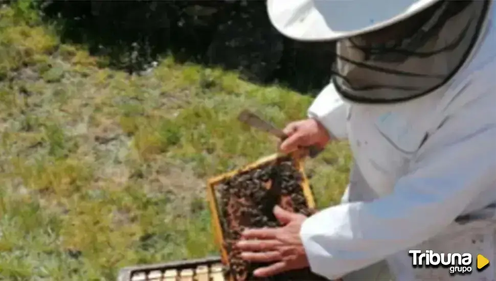 Unas 7.000 colmenas con millones de abejas, arrasadas por la DANA de Valencia