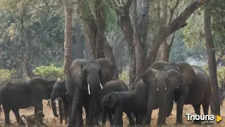 Muere tras estrellar su motocicleta contra un elefante salvaje