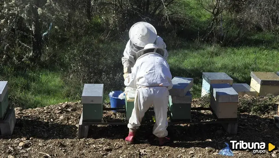 El sector apícola se echa a la calle ante las "trabas" contra la transhumancia y la "entrada de miel falsa"