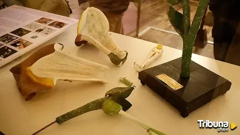 'Flor en un jardín de sueños', la exposición en la USAL que se adentra en la enseñanza de la botánica