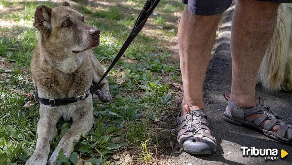 La ley de bienestar animal cumple dos años: ¿Para cuándo la obligatoriedad del curso para perros y el seguro?