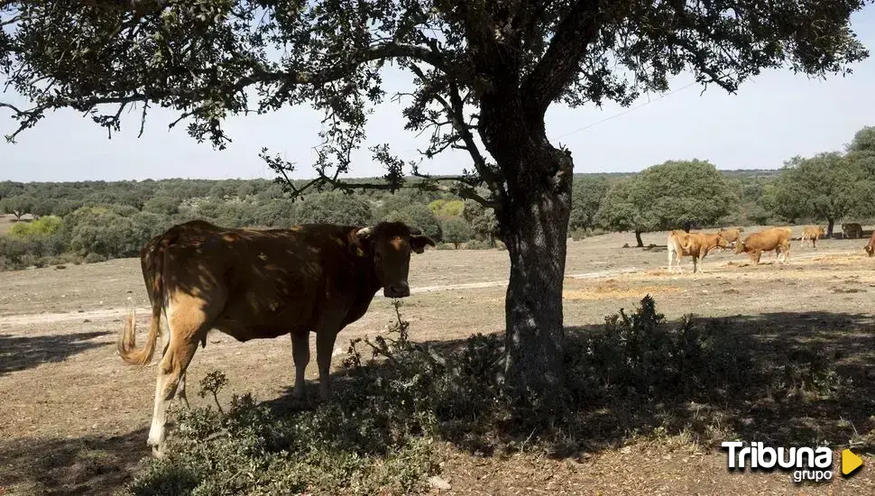 Nueva estrategia frente a la lengua azul: no habrá restricciones a los movimientos