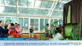 Una enorme 'flor cadáver' abre sus pétalos tras 15 años y son miles los visitantes atraídos por su fétido olor