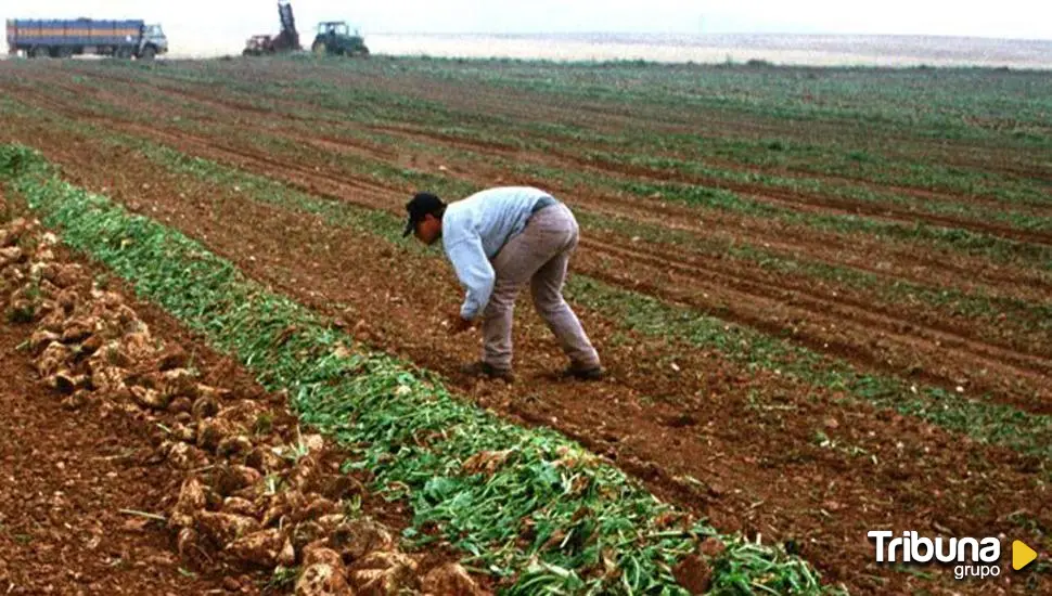 Asaja denuncia la postura de AB Azucarera al bajar el precio de compra de remolacha