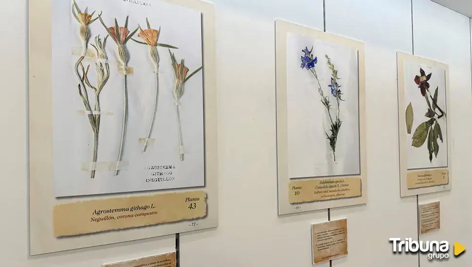 La flora bejarana llega en forma de arte al CC El Tormes con la exposición 'El herbario de Félix Antigüedad'