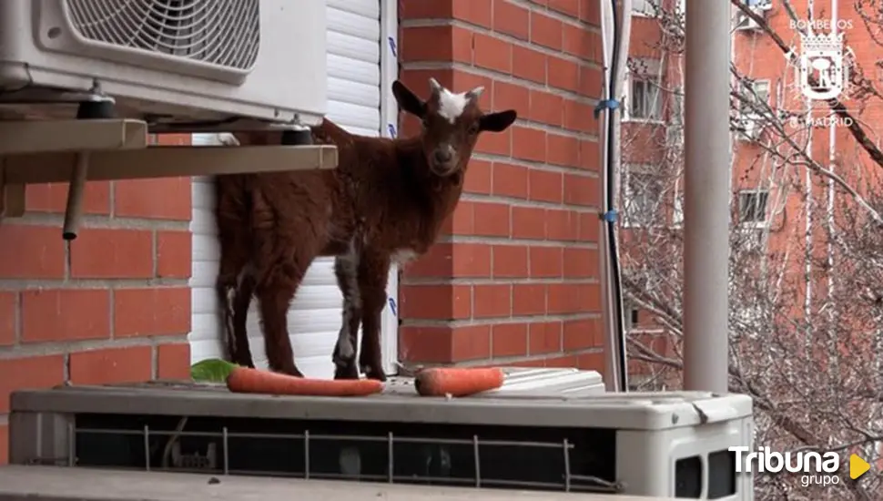 Rescatada una cabra atrapada en la ventana de un quinto piso en Madrid