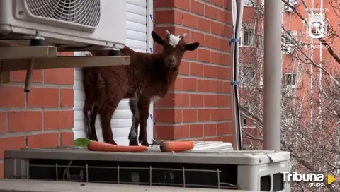 Rescatada una cabra atrapada en la ventana de un quinto piso en Madrid