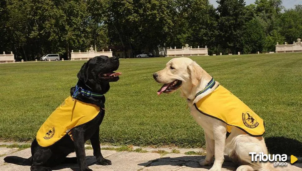 Preguntas y respuestas sobre los perros de asistencia: ¿dónde podrán entrar?, ¿a quién pueden acompañar?