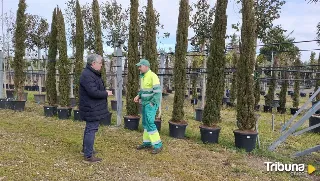 Los 86 nuevos árboles que Carbajosa plantará en los alcorques vacíos de diferentes calles