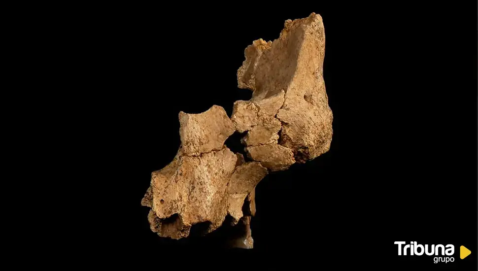 Atapuerca descubre una nueva especie humana, la más antigua de Europa occidental